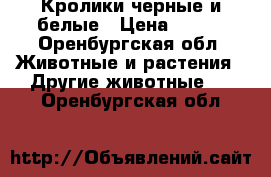 Кролики черные и белые › Цена ­ 400 - Оренбургская обл. Животные и растения » Другие животные   . Оренбургская обл.